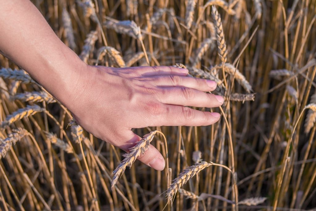 Wheat Field Hand Crop Grains  - Timmoor / Pixabay